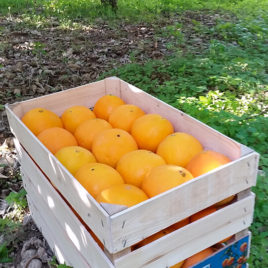 Oranges Navelina grande taille „Fiorone“