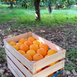 Washington Navel oranges solid “average”