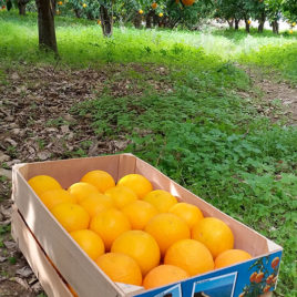 Oranges Vanilla size “Small”